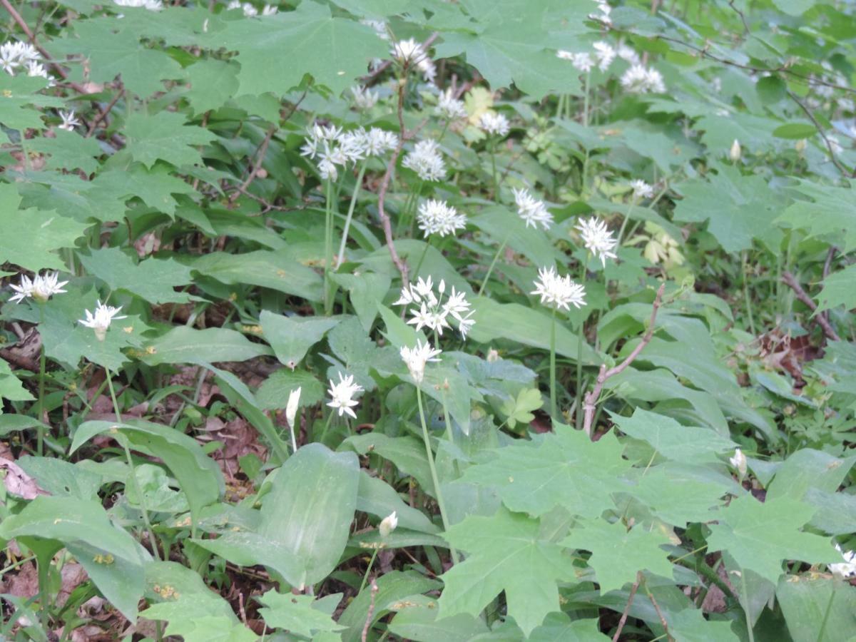Pod Miotelka Wlen 외부 사진